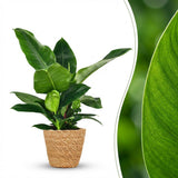 Green boutiQ - Kamerplant - Philodendron - Philodendron Imperial Green - Groen - Weinig onderhoud - 1 Plant - met Mand - Pot 19cm - Hoogte 65cm