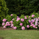Green boutiQ - Tuinplant - Hydrangea Endles Summer The Original Pink - Hortensia - Winterhard - Roze - 4 Planten - Pot 14cm - Hoogte 20-25cm
