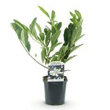 Green boutiQ - Heesters -Magnolia Stellata- Bloem Wit- 1 Plant - Bladverliezend - Weinig Onderhoud - Pot 17cm Hoogte 45cm