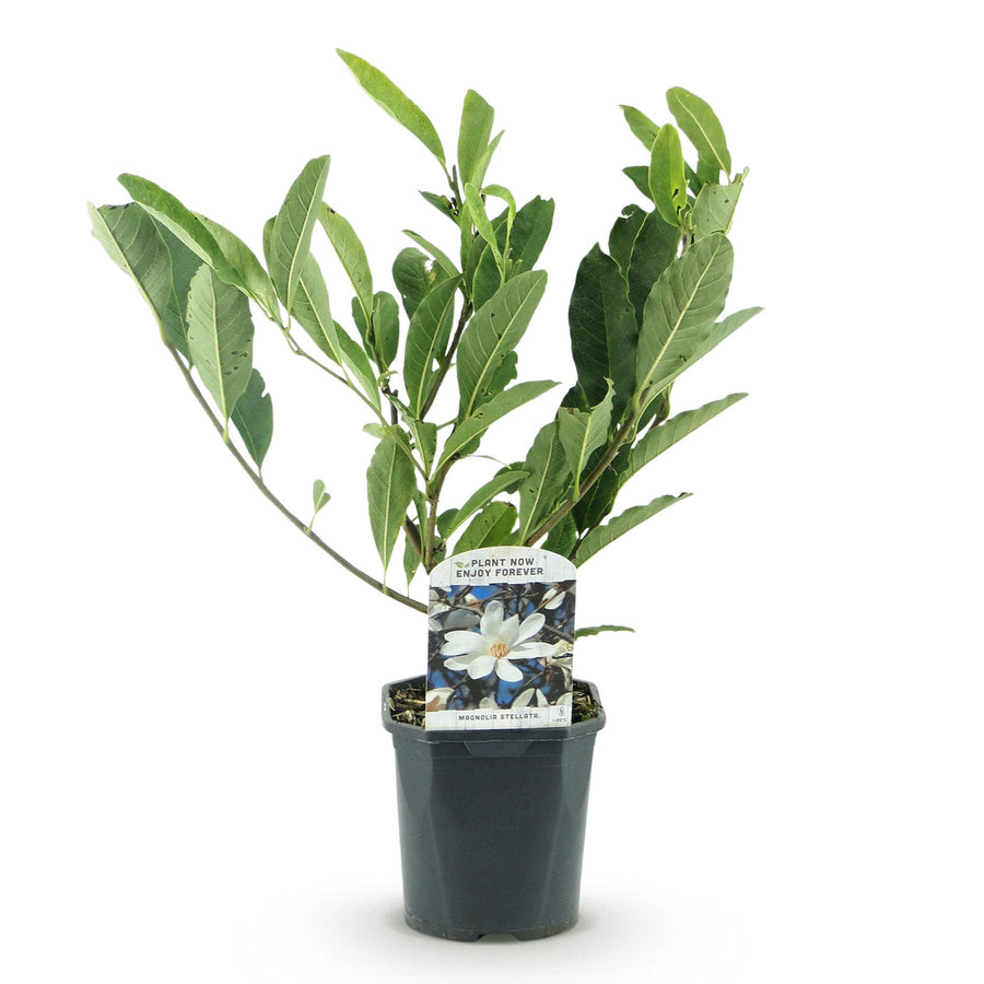 Magnolia Stellata – 45 cm hoog (foto 2)