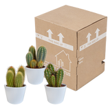 Cereus mix 10,5cm - 3x - in witte pot