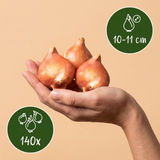 140x Tulipa Black - Zwarte tulp - Zwart - Voorjaarsbloeier - Bolmaat 10/11