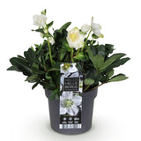 Green boutiQ - Tuinplant - Kerstroos - Helleborus Christmas Carol- Witte Bloem -1 Plant - Groenblijvend - Pot 17cm Hoogte 35cm