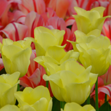 Tulpenbollen World Friendship — lichtgele tulp, 20 stuks (maat 11/12)