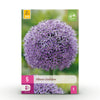 Green boutiQ - Bloembollen - Allium Gladiator - Kleur Paars - 5 stuks - Bolmaat 16/18 - XXL Pack