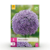 Green boutiQ - Bloembollen - Allium Gladiator - Kleur Paars - 5 stuks - Bolmaat 16/18 - XXL Pack