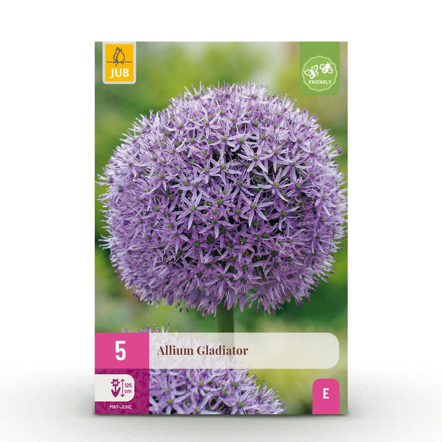 Alliumbollen Gladiator — paars, 5 stuks (bolmaat 16/18)