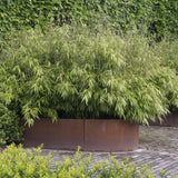 Green boutiQ - Grassen - Fargesia nitida Black Dragon - Niet Woekerende Bamboe - Bladhoudend - Groen - 2 Planten - Pot 23 cm - Hoogte 80 cm