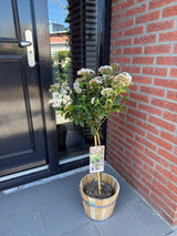 Green boutiQ - Plant op Stam - Viburnum tinus - Terras Plant - Bladhoudend - Winterhard - Wit-Roze Bloem - Pot 19cm Hoogte 90cm