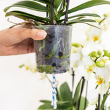 Kolibri Orchids | Witte Lausanne orchidee + rode Diabolo sierpot | incl. watergeeflont | potmaat Ø9cm | bloeiende kamerplant – vers van de kweker