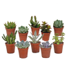 Vetplanten mix 5.5 cm - 10x - zonder pot