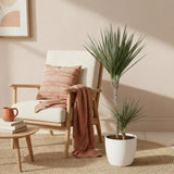 Green BoutiQ - Kamerplanten - Dracaena Marginata Bicolor - Drakenbloedboom - Weinig onderhoud - Groen - 1 Plant - met Potter Wit - Pot 21cm - Hoogte 90-100cm