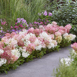 Green boutiQ - Tuinplant - Hydrangea panniculata Groundbreaker Blush - Pluimhortensia - Winterhard - Roze - 4 Planten - Pot 14cm - Hoogte 20-25cm