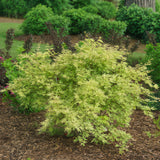 Green boutiQ - Terrasplant - Japanse Esdoorn - Acer palmatum Methamorphosa - Groen - 1 Plant - Bladverliezend - Pot 19cm Hoogte 70cm