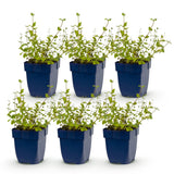 Green boutiQ - Vasteplant - Nepeta rac. Grog - Kattenkruid - Bijen- en vlinderlokkers - Blauw - 6 Planten - Pot 11cm - Hoogte 15-25cm