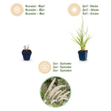 Green boutiQ - Grassen - Pennisetum or. Fairy Tales - Lampenpoetsergras - Met Pluim - Groen - 24 Planten - Pot 11cm - Hoogte 15-25cm