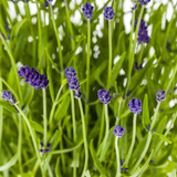 Lavandula Angustifolia Ø19cm - ↕40 - 50cm