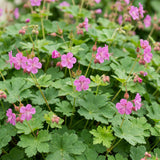 Green boutiQ - Vasteplant - Geranium macrorrhizum - Ooievaarsbek - Bodembedekkend - Roze - 12 Planten - Pot 11cm - Hoogte 15-25cm
