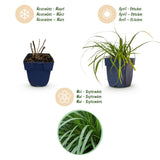 Green boutiQ - Grassen - Carex oshimensis Evergreen - Japanse Zegge - Groenblijvend - Groen - 12 Planten - Pot 11cm - Hoogte 15-25cm