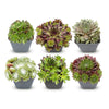 6x - Sempervivum Big Sam - Ø7cm - ↕10-12cm