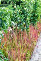 24x Imperata cylindrica 'Red Baron' - ↕10-25cm - Ø9cm