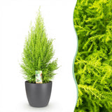 Green BoutiQ - Kamerplanten - Cupressus Gold Crest Wilma - Kamer conifeer - Weinig onderhoud - Groen - 1 Plant - met Potter Grijs - Pot 21cm - Hoogte 85-95cm