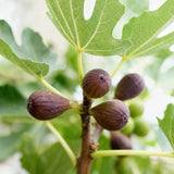 Green boutiQ - Fruitplant - Ficus caria Little miss Figgy - Vijgenboom - Winterhard - Rode Vrucht - 2 Planten - Pot 15cm - Hoogte 50cm