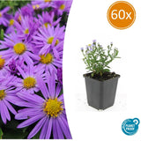 60x Aster (D) 'Prof. Anton Kippenberg'- ↕10-25cm - Ø9cm