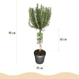 Green boutiQ - Plant op Stam - Rosmarinus officinalis - Terras Plant - Bladhoudend - Winterhard - Paarse Bloem - Pot 19cm Hoogte 90cm