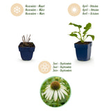 Green boutiQ - Vasteplant - Echinacea purp. Alba - Zonnehoed - Bijen- en vlinderlokkers - Wit - 6 Planten - Pot 11cm - Hoogte 15-25cm