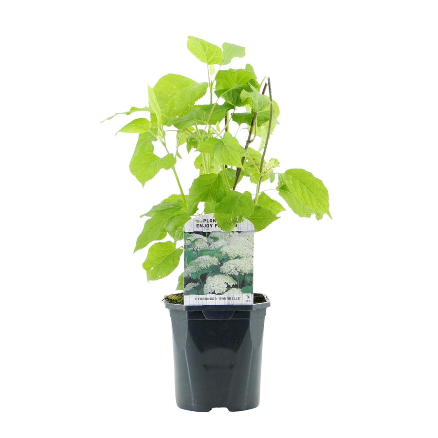 Hydrangea arborescens Annabelle – 3 planten · 50 cm hoog (foto 2)