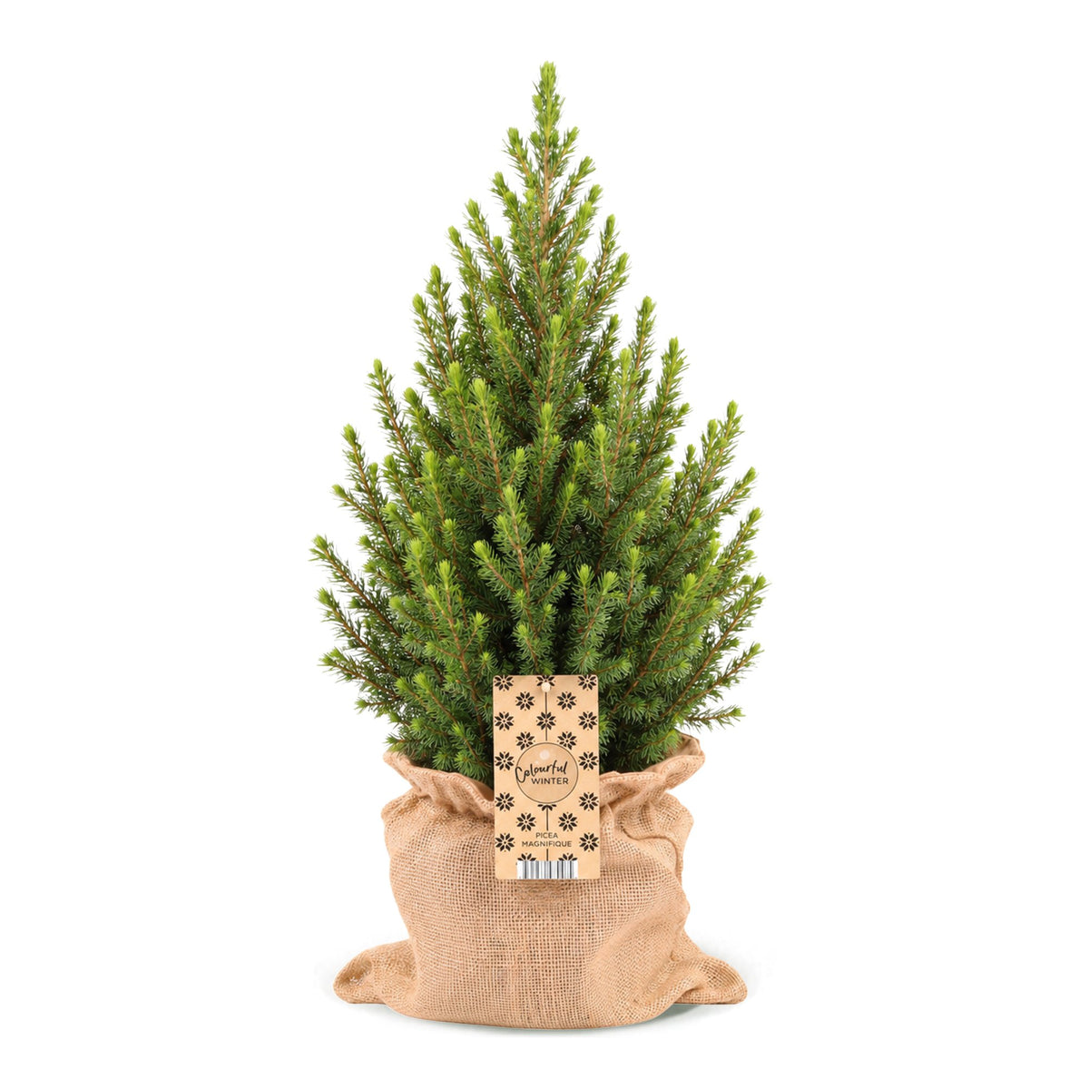 Kegelspar kerstboom — Ø19 cm, 65 cm hoog — met jute zak