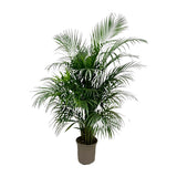 Dypsis Lutescens (Areca palm) 140 cm - ø21-24