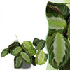 Green boutiQ - Kamerplant - Maranta Fascinator Silverband - Gebedsplant - Huisdiervriendelijke Plant - Groen - 1 Plant - met Potter Grijs - Pot 12cm - Hoogte 25cm