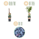 Green boutiQ - Fruitplant - Lonicera caerulea Kamchatika - Honingbes - Winterhard - Blauw Vrucht - 2 Planten - Pot 15cm - Hoogte 50cm