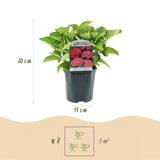 Green boutiQ - Hortensia - Hydrangea macrophylla Rood - Bloem Rood - 3 Planten - 1 m2 - Bladverliezend - Weinig Onderhoud - Pot 17cm Hoogte 30cm
