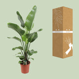Strelitzia Nicolai 21 Cm - Ø21cm - ↕90cm