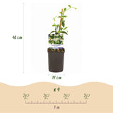 Green boutiQ - Toscaanse jasmijn - Trachelospermum jasminoides - Bloem Wit - Groenblijvend- 2 planten - Pot 11cm Hoogte 40cm
