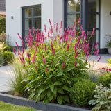 Green boutiQ - Vasteplant - Persicaria amplexicaulis - Duizendknoop - Schaduw - Rood - 3 Planten - Pot 11cm - Hoogte 15-25cm