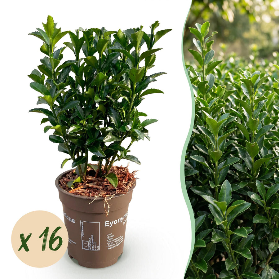 Euonymus japonica Green Spire — Kardinaalsmutshaag, 16 stuks, 20-25 cm