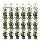 Green boutiQ - Bamboe - Fargesia Black Dragon - Bladhoudend - Niet Woekerend - Groen - 18 Planten - Pot 14cm - Hoogte 35cm