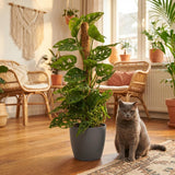 Green boutiQ - Kamerplant - Monkey Mask - Monstera Andansonii Mosstok - Groen - Weinig onderhoud - 1 Plant - met Potter Grijs - Pot 19cm - Hoogte 90cm