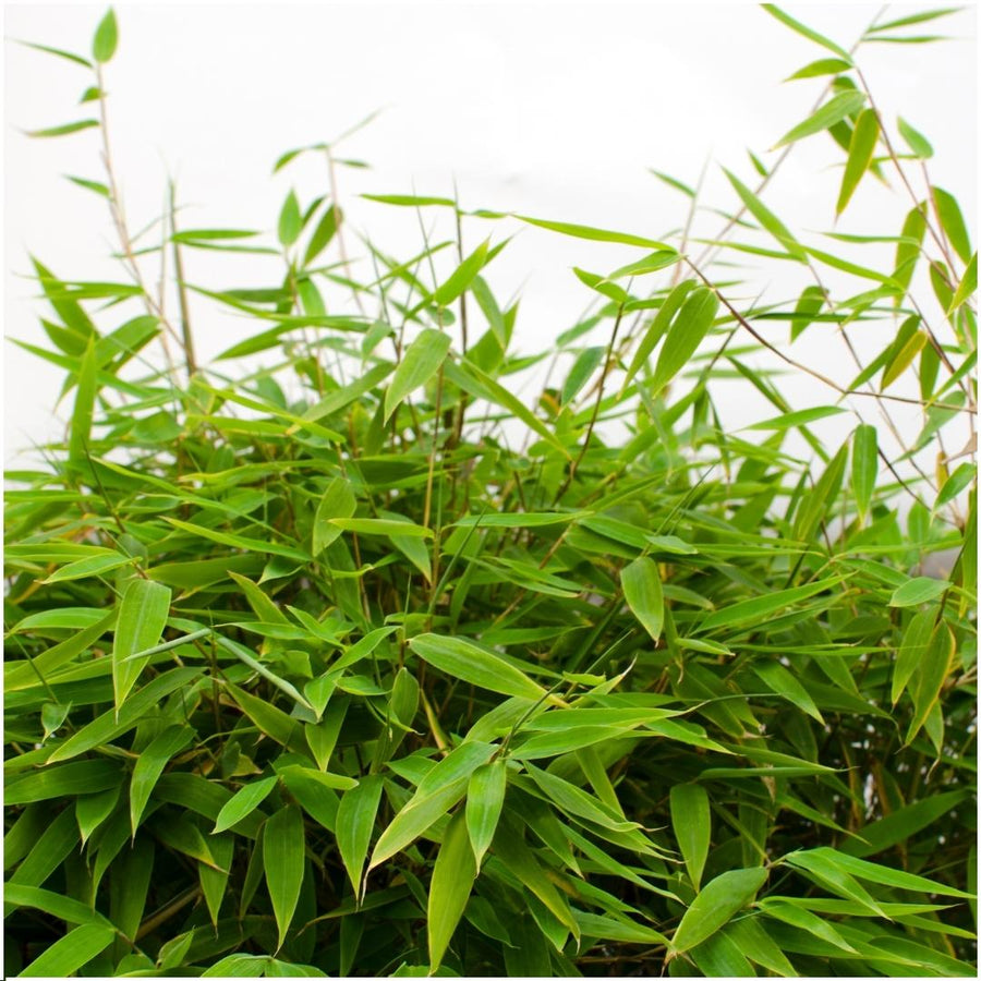 Fargesia moontears 'Boobux XL — Bamboehaag, 1 stuks, 70 cm