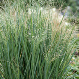 Green boutiQ - Grassen - Panicum virg. Northwind - Prairiegraan - Met Pluim - Groen - 12 Planten - Pot 11cm - Hoogte 15-25cm