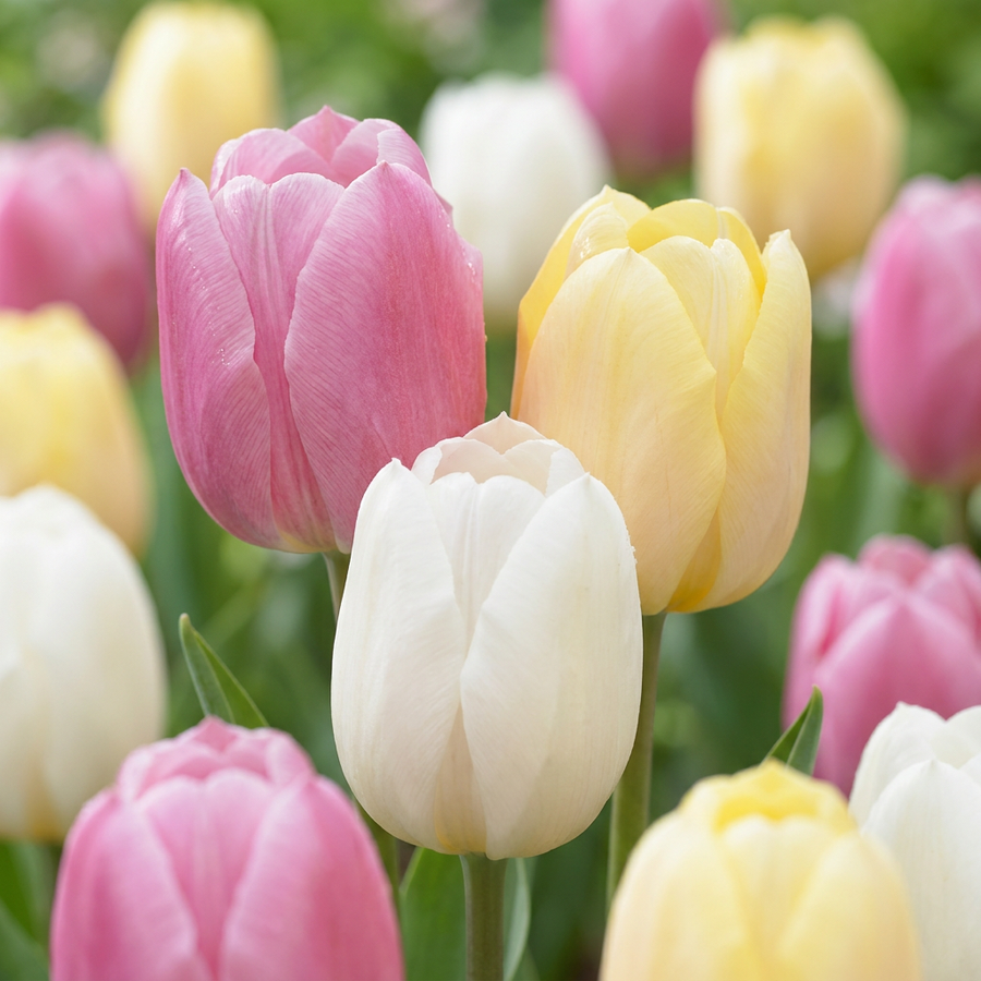 Tulpenbollen Sorbet mix — roomwit-roze tulpenmix, 96 stuks (bolmaat 11/12)