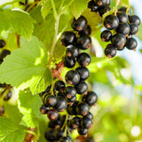 Green boutiQ - Fruitplant - Zwarte bes - Ribes nigrum Titania - Zwarte Bes - 2 planten -Pot 11cm Hoogte 40cm