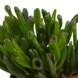 Crassula mix 10,5 cm - 3x - zonder pot