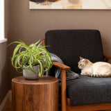 Green boutiQ - Kamerplant - Chlorophytum comosum Bonnie - Krullende Graslelie - Huisdiervriendelijke Plant - Groen - 1 Plant - Pot 12cm - Hoogte 20cm