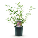 Green boutiQ - Tuinplant - Buddleja davidii Pink Delight - Vlinderstruik - Winterhard - Roze - 1 Plant - Pot 17cm - Hoogte 45cm