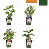 Biologische fruitplantenmix "Zomervruchten" — 4 planten